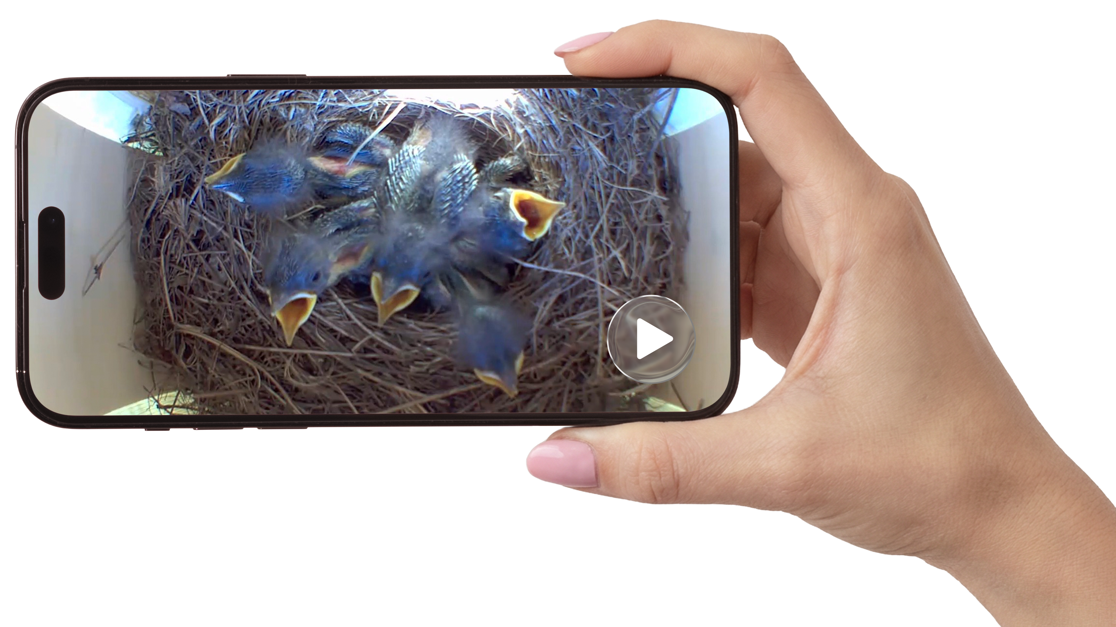 Actual footage from The Peep Show. Photo Credit "Photo courtesy of The Peep Show"