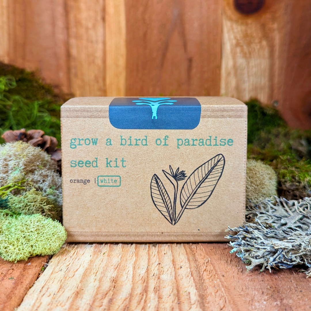 Bird of Paradise Plant Seed Kit