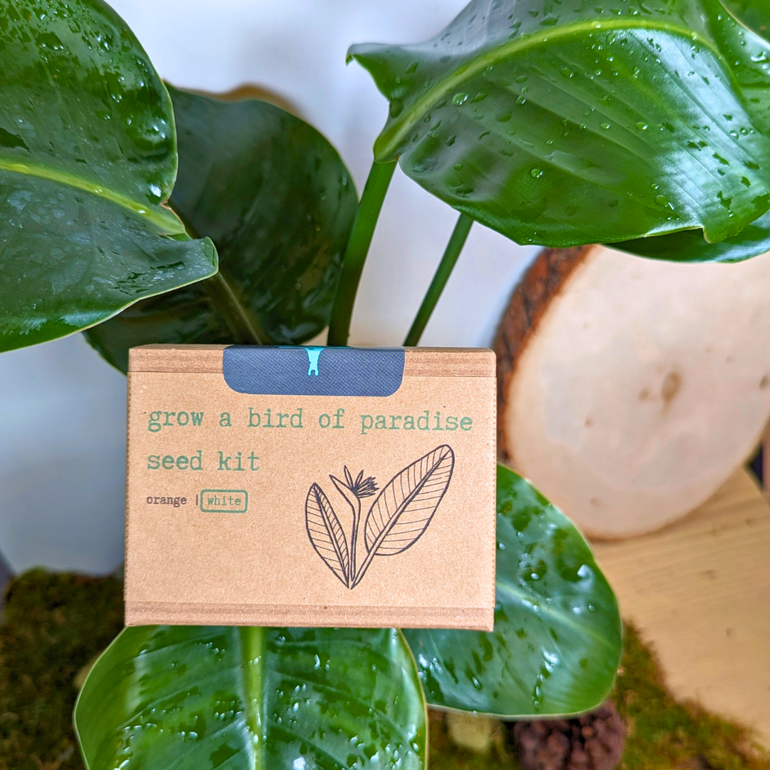 Bird of Paradise Plant Seed Kit