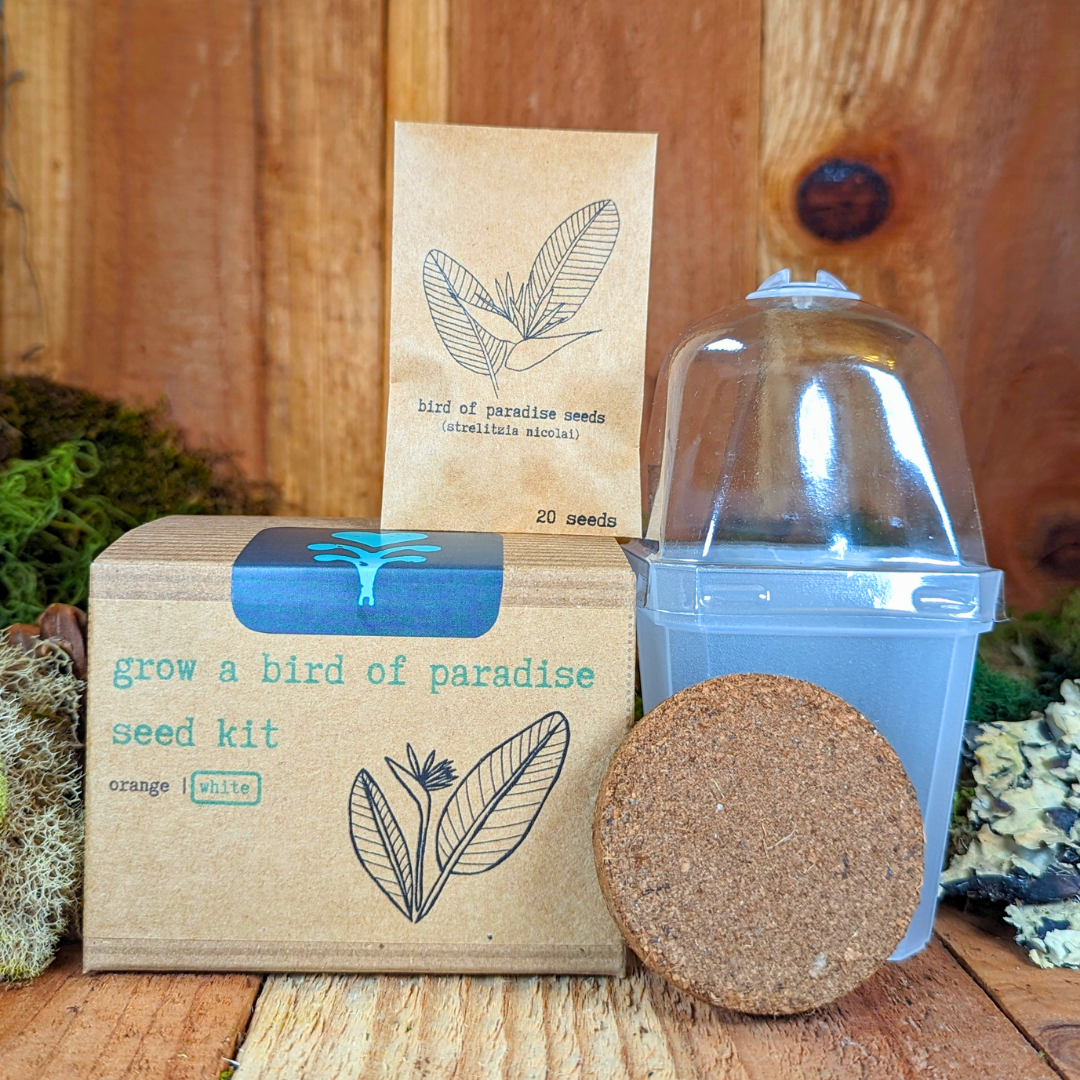 Bird of Paradise Plant Seed Kit