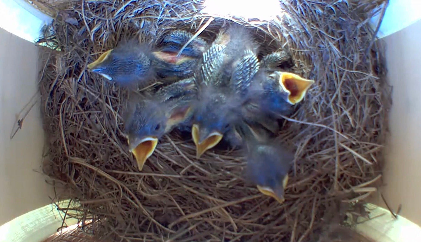 The Peep Show® Video Birdhouse with five baby bluebirds mouths open.