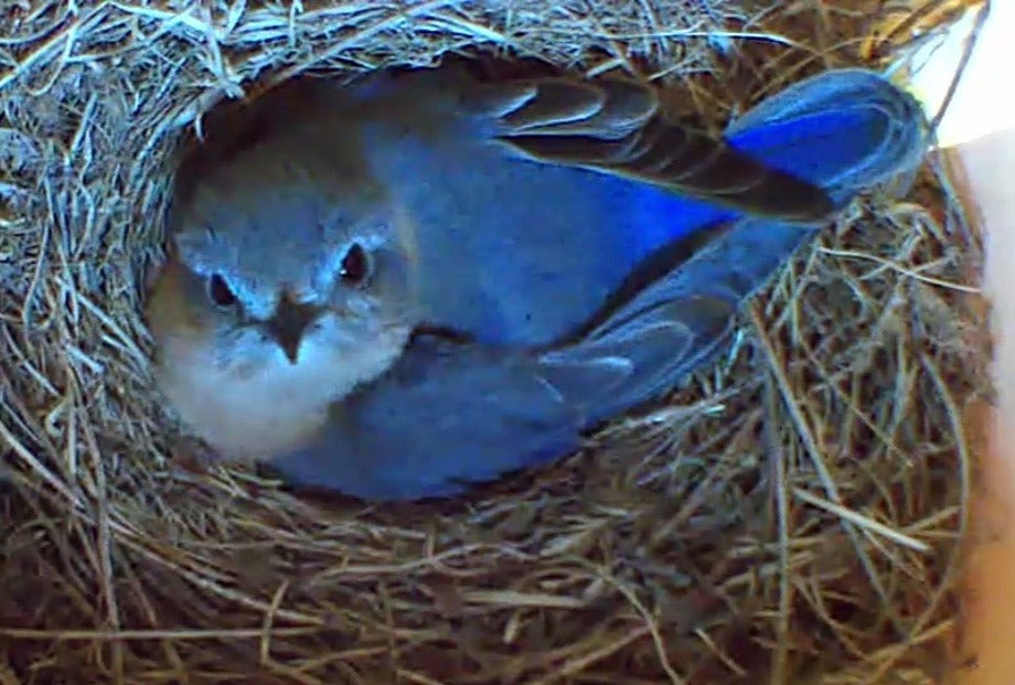 Mother Bluebird sitting on nest in The Peep Show® Video Birdhouse.