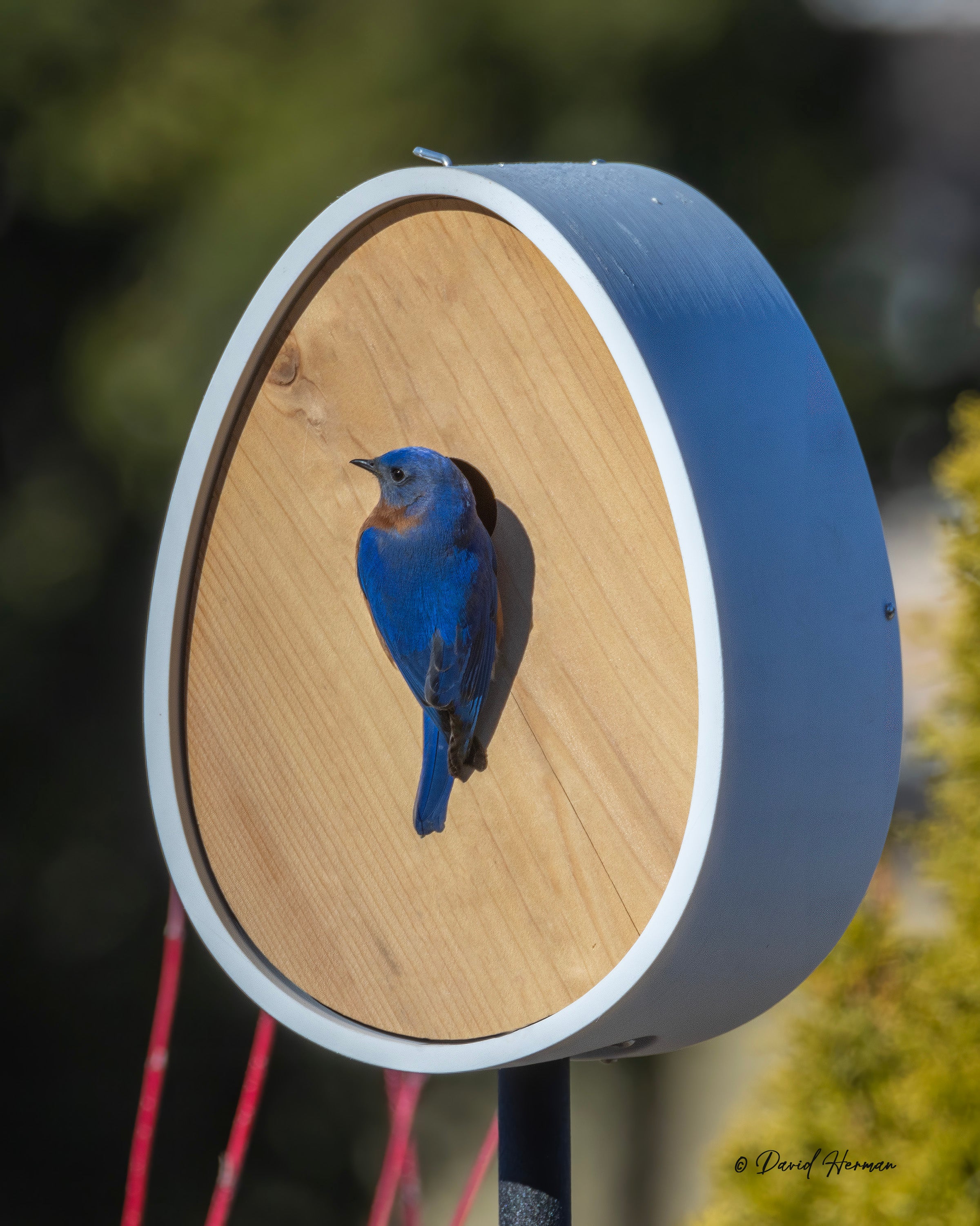 Bluebird at entrance of The Peep Show® Video Birdhouse. Photo by David Herman.